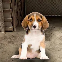 Скачать взлом My Pet Animal Shelter World  [МОД Mega Pack] - стабильная версия apk на Андроид